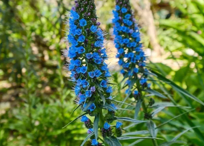 Giuseppe * 말리로시니